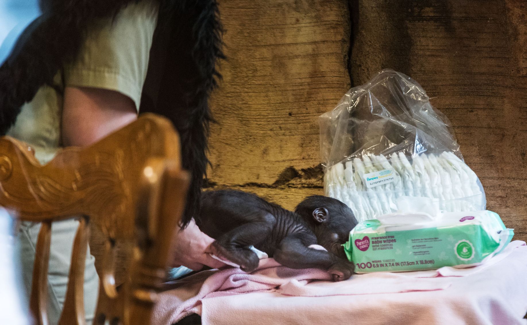 Baby gorilla debuts at Henry Doorly Zoo